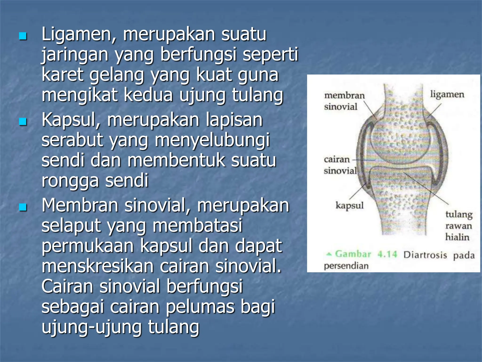  Ligamen, merupakan suatu
jaringan yang berfungsi seperti
karet gelang yang kuat guna
mengikat kedua ujung tulang
 Kapsul, merupakan lapisan
serabut yang menyelubungi
sendi dan membentuk suatu
rongga sendi
 Membran sinovial, merupakan
selaput yang membatasi
permukaan kapsul dan dapat
menskresikan cairan sinovial.
Cairan sinovial berfungsi
sebagai cairan pelumas bagi
ujung-ujung tulang
 