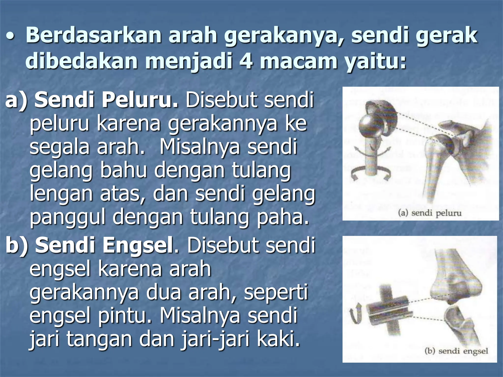 • Berdasarkan arah gerakanya, sendi gerak
dibedakan menjadi 4 macam yaitu:
a) Sendi Peluru. Disebut sendi
peluru karena gerakannya ke
segala arah. Misalnya sendi
gelang bahu dengan tulang
lengan atas, dan sendi gelang
panggul dengan tulang paha.
b) Sendi Engsel. Disebut sendi
engsel karena arah
gerakannya dua arah, seperti
engsel pintu. Misalnya sendi
jari tangan dan jari-jari kaki.
 