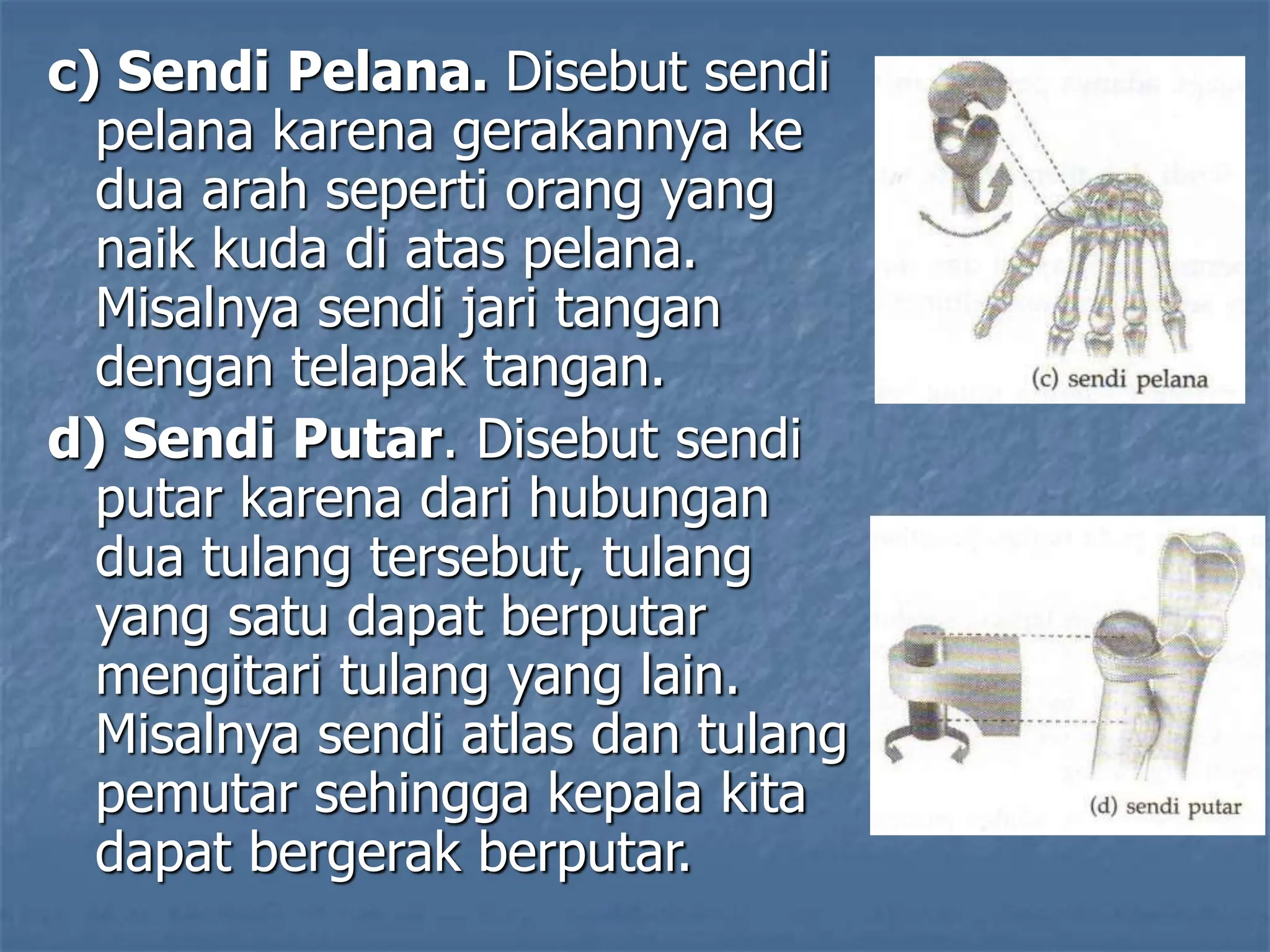 c) Sendi Pelana. Disebut sendi
pelana karena gerakannya ke
dua arah seperti orang yang
naik kuda di atas pelana.
Misalnya sendi jari tangan
dengan telapak tangan.
d) Sendi Putar. Disebut sendi
putar karena dari hubungan
dua tulang tersebut, tulang
yang satu dapat berputar
mengitari tulang yang lain.
Misalnya sendi atlas dan tulang
pemutar sehingga kepala kita
dapat bergerak berputar.
 