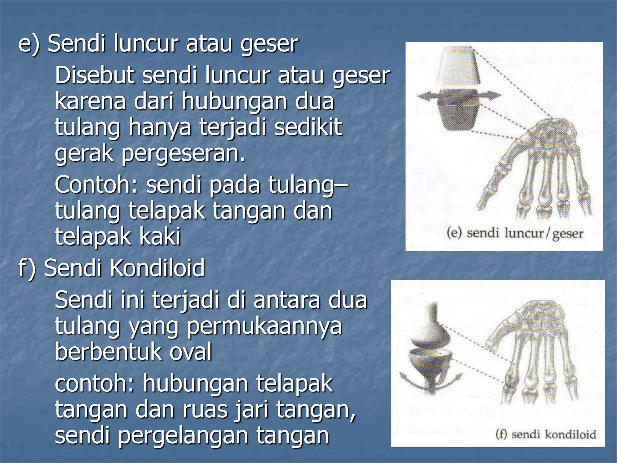 e) Sendi luncur atau geser
Disebut sendi luncur atau geser
karena dari hubungan dua
tulang hanya terjadi sedikit
gerak pergeseran.
Contoh: sendi pada tulang–
tulang telapak tangan dan
telapak kaki
f) Sendi Kondiloid
Sendi ini terjadi di antara dua
tulang yang permukaannya
berbentuk oval
contoh: hubungan telapak
tangan dan ruas jari tangan,
sendi pergelangan tangan
 
