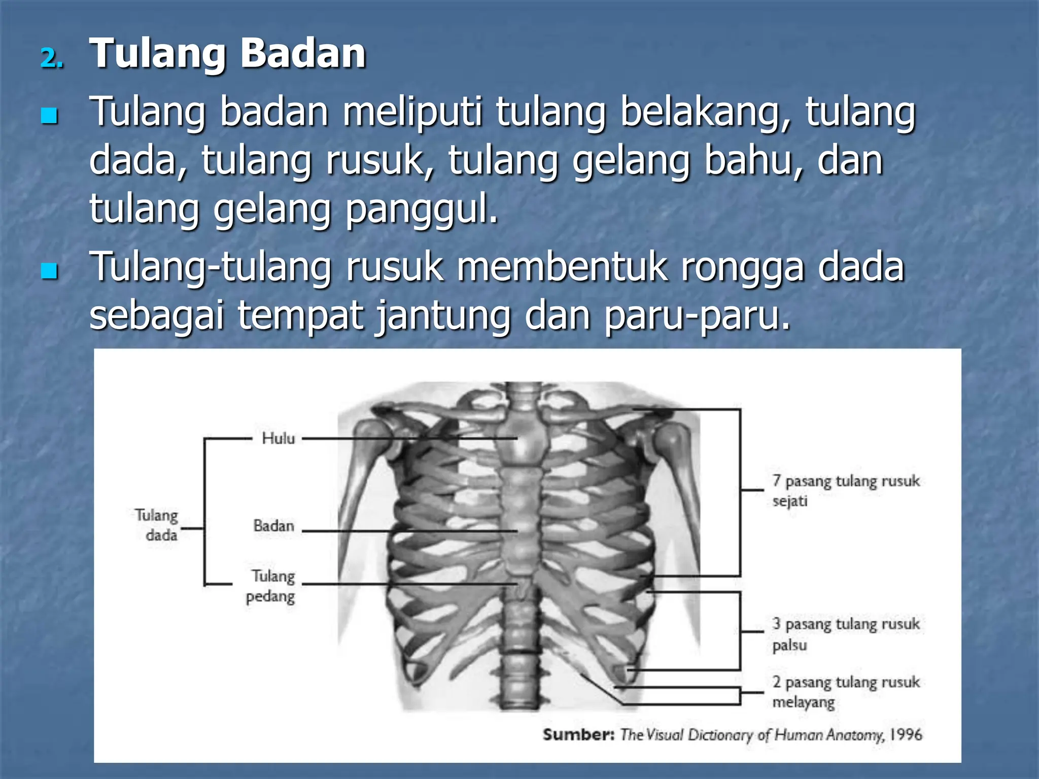 2. Tulang Badan
 Tulang badan meliputi tulang belakang, tulang
dada, tulang rusuk, tulang gelang bahu, dan
tulang gelang panggul.
 Tulang-tulang rusuk membentuk rongga dada
sebagai tempat jantung dan paru-paru.
 