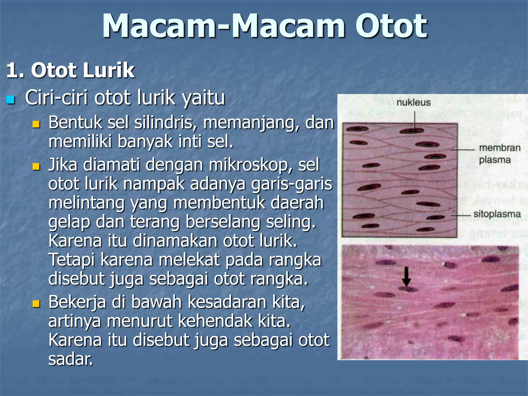 Macam-Macam Otot
1. Otot Lurik
 Ciri-ciri otot lurik yaitu
 Bentuk sel silindris, memanjang, dan
memiliki banyak inti sel.
 Jika diamati dengan mikroskop, sel
otot lurik nampak adanya garis-garis
melintang yang membentuk daerah
gelap dan terang berselang seling.
Karena itu dinamakan otot lurik.
Tetapi karena melekat pada rangka
disebut juga sebagai otot rangka.
 Bekerja di bawah kesadaran kita,
artinya menurut kehendak kita.
Karena itu disebut juga sebagai otot
sadar.
 