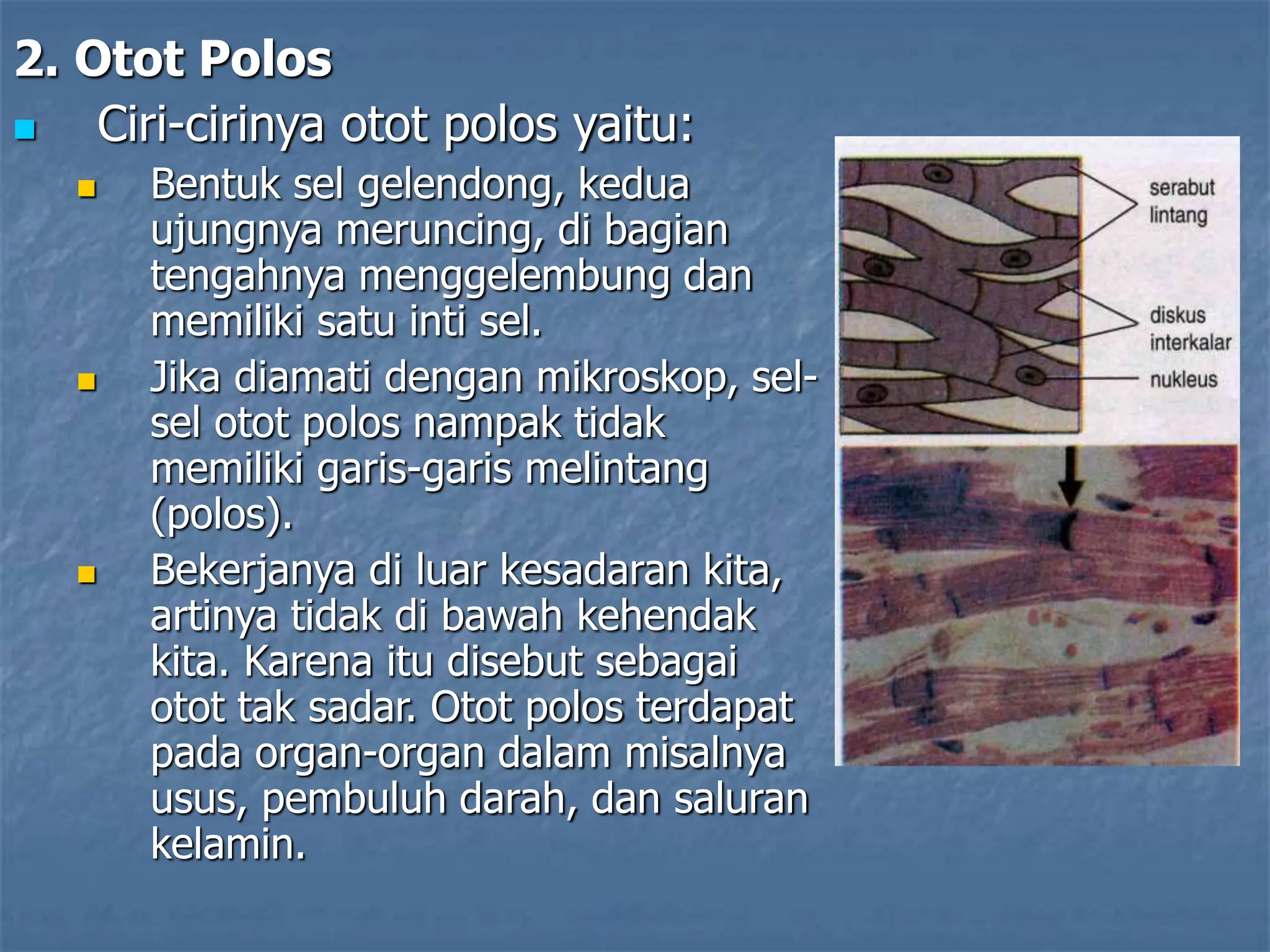 2. Otot Polos
 Ciri-cirinya otot polos yaitu:
 Bentuk sel gelendong, kedua
ujungnya meruncing, di bagian
tengahnya menggelembung dan
memiliki satu inti sel.
 Jika diamati dengan mikroskop, sel-
sel otot polos nampak tidak
memiliki garis-garis melintang
(polos).
 Bekerjanya di luar kesadaran kita,
artinya tidak di bawah kehendak
kita. Karena itu disebut sebagai
otot tak sadar. Otot polos terdapat
pada organ-organ dalam misalnya
usus, pembuluh darah, dan saluran
kelamin.
 
