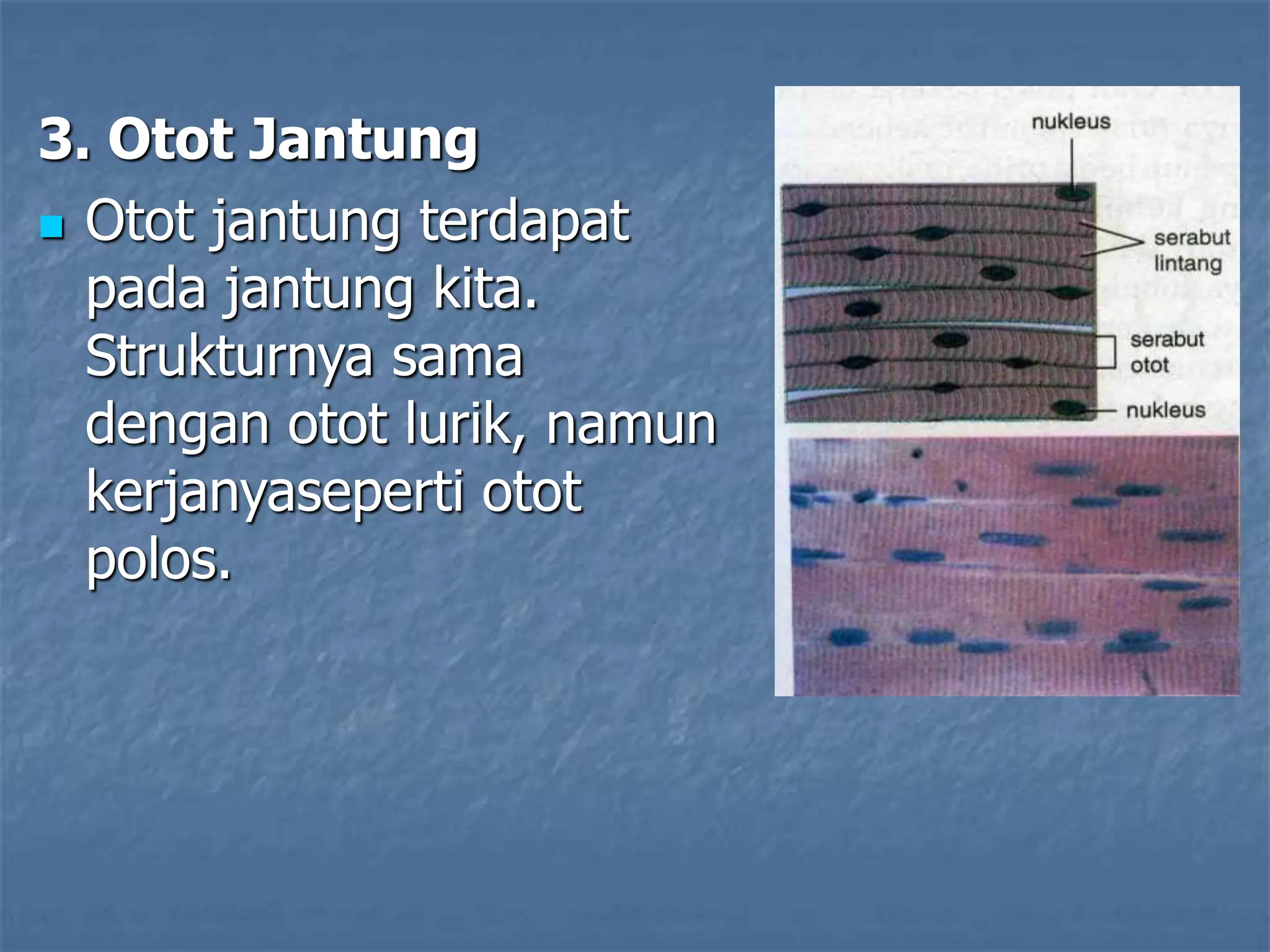 3. Otot Jantung
 Otot jantung terdapat
pada jantung kita.
Strukturnya sama
dengan otot lurik, namun
kerjanyaseperti otot
polos.
 
