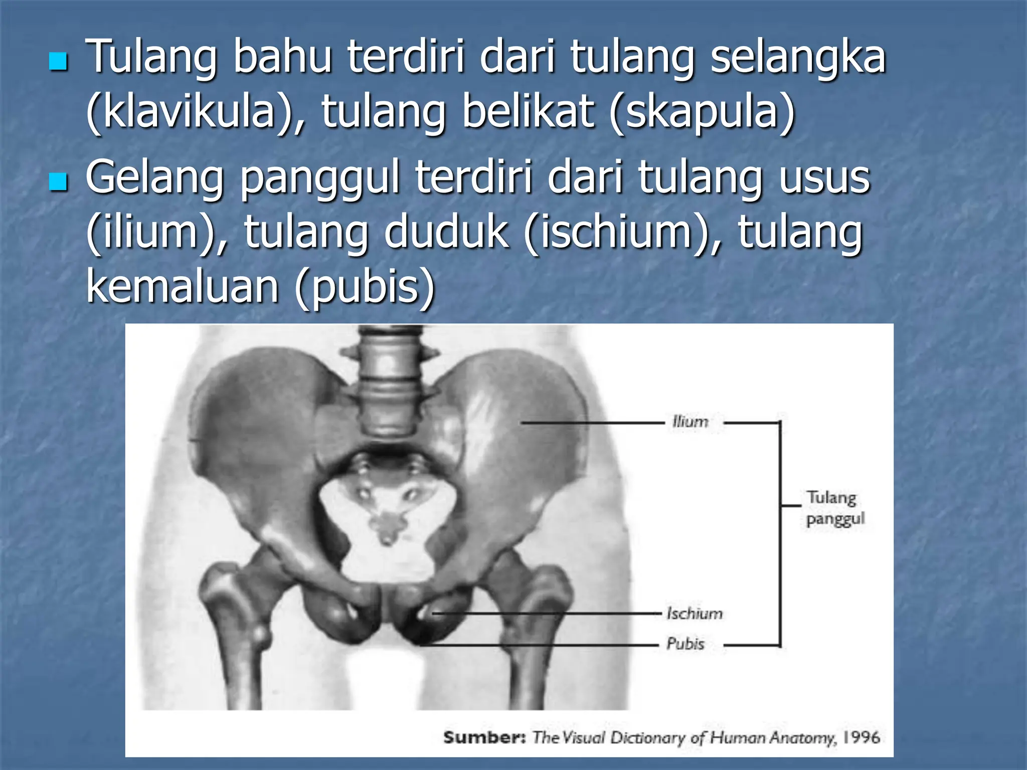  Tulang bahu terdiri dari tulang selangka
(klavikula), tulang belikat (skapula)
 Gelang panggul terdiri dari tulang usus
(ilium), tulang duduk (ischium), tulang
kemaluan (pubis)
 