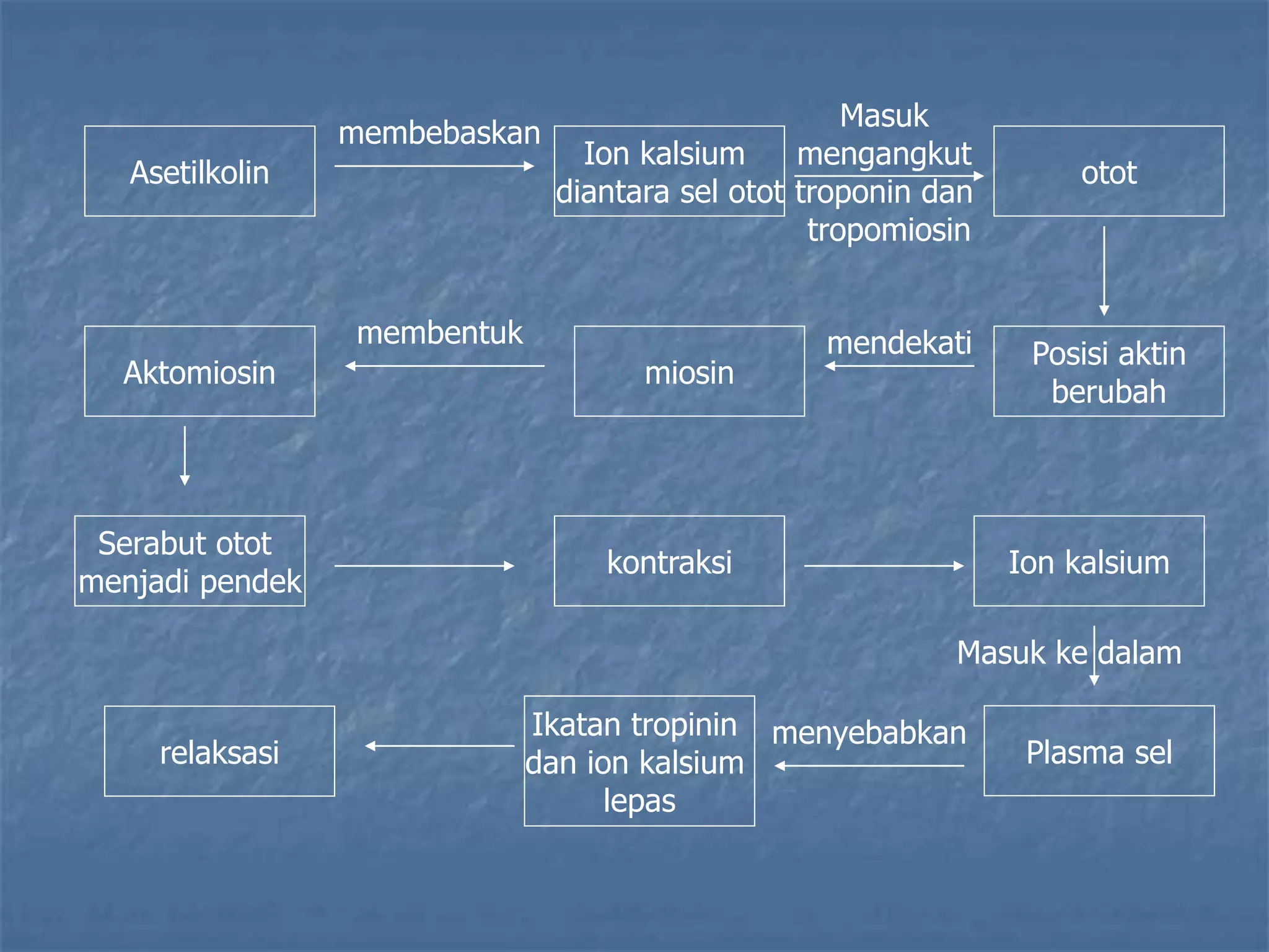 Asetilkolin
miosin
Posisi aktin
berubah
Masuk
mengangkut
troponin dan
tropomiosin
otot
Ion kalsium
diantara sel otot
membebaskan
Aktomiosin
Serabut otot
menjadi pendek
kontraksi Ion kalsium
Plasma sel
relaksasi
Ikatan tropinin
dan ion kalsium
lepas
mendekati
membentuk
Masuk ke dalam
menyebabkan
 