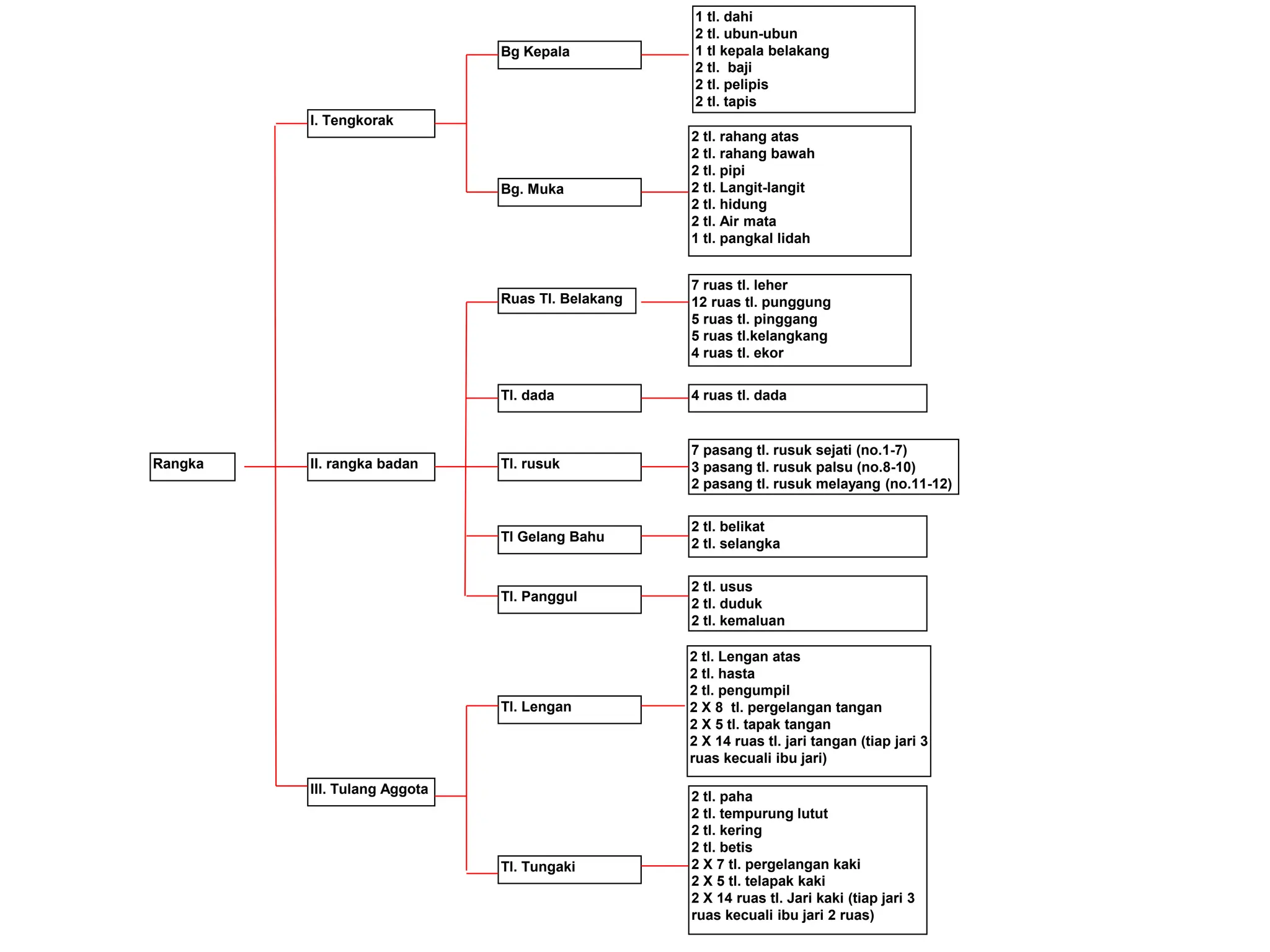 1 tl. dahi
2 tl. ubun-ubun
1 tl kepala belakang
2 tl. baji
2 tl. pelipis
2 tl. tapis
2 tl. rahang atas
2 tl. rahang bawah
2 tl. pipi
2 tl. Langit-langit
2 tl. hidung
2 tl. Air mata
1 tl. pangkal lidah
Bg Kepala
Rangka
Ruas Tl. Belakang
7 ruas tl. leher
12 ruas tl. punggung
5 ruas tl. pinggang
5 ruas tl.kelangkang
4 ruas tl. ekor
Bg. Muka
I. Tengkorak
Tl Gelang Bahu
Tl. Panggul
2 tl. usus
2 tl. duduk
2 tl. kemaluan
Tl. Tungaki
2 tl. paha
2 tl. tempurung lutut
2 tl. kering
2 tl. betis
2 X 7 tl. pergelangan kaki
2 X 5 tl. telapak kaki
2 X 14 ruas tl. Jari kaki (tiap jari 3
ruas kecuali ibu jari 2 ruas)
III. Tulang Aggota
Tl. Lengan
2 tl. Lengan atas
2 tl. hasta
2 tl. pengumpil
2 X 8 tl. pergelangan tangan
2 X 5 tl. tapak tangan
2 X 14 ruas tl. jari tangan (tiap jari 3
ruas kecuali ibu jari)
2 tl. belikat
2 tl. selangka
4 ruas tl. dada
7 pasang tl. rusuk sejati (no.1-7)
3 pasang tl. rusuk palsu (no.8-10)
2 pasang tl. rusuk melayang (no.11-12)
Tl. dada
Tl. rusuk
II. rangka badan
 