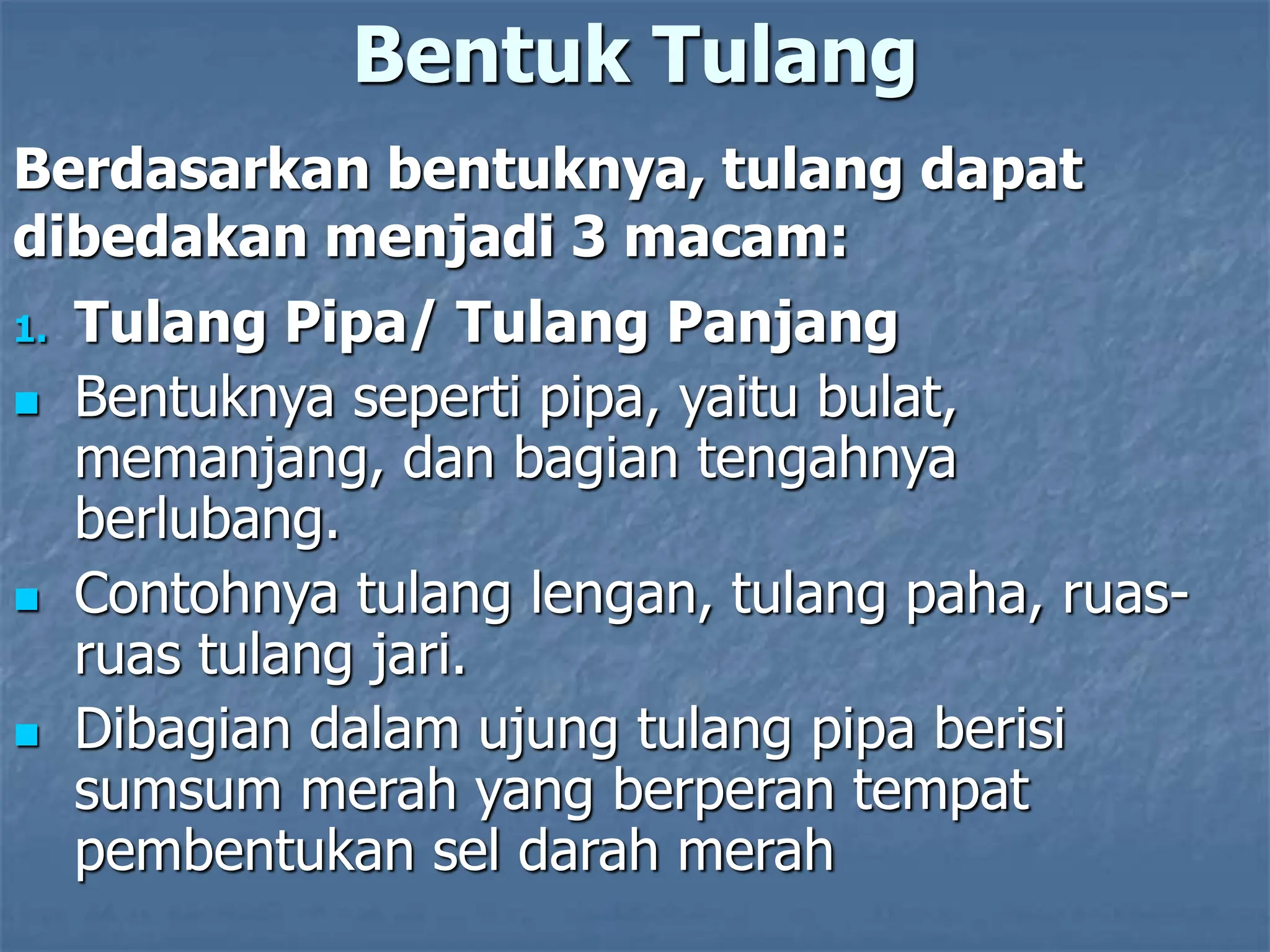 Bentuk Tulang
1. Tulang Pipa/ Tulang Panjang
 Bentuknya seperti pipa, yaitu bulat,
memanjang, dan bagian tengahnya
berlubang.
 Contohnya tulang lengan, tulang paha, ruas-
ruas tulang jari.
 Dibagian dalam ujung tulang pipa berisi
sumsum merah yang berperan tempat
pembentukan sel darah merah
Berdasarkan bentuknya, tulang dapat
dibedakan menjadi 3 macam:
 