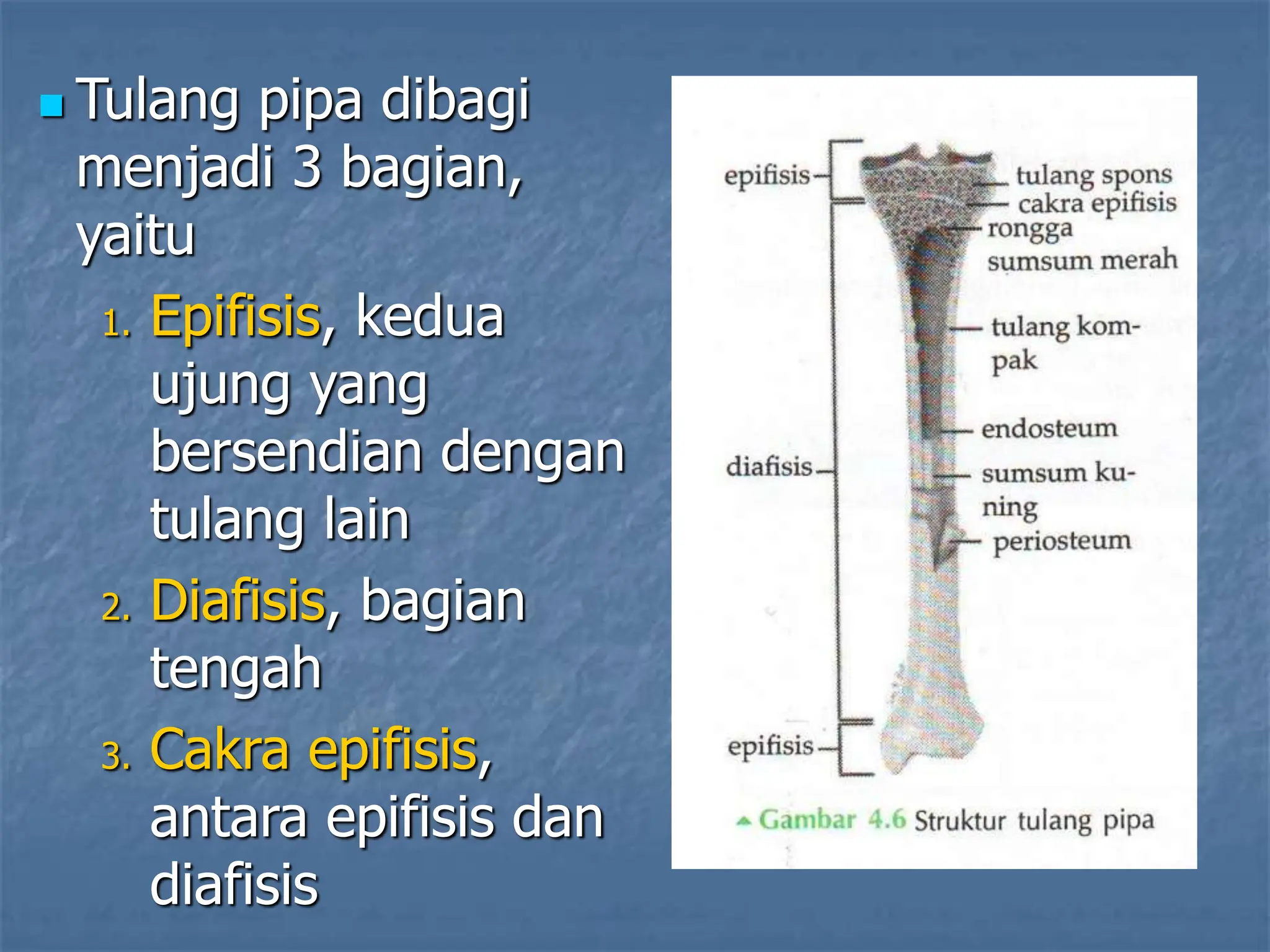  Tulang pipa dibagi
menjadi 3 bagian,
yaitu
1. Epifisis, kedua
ujung yang
bersendian dengan
tulang lain
2. Diafisis, bagian
tengah
3. Cakra epifisis,
antara epifisis dan
diafisis
 