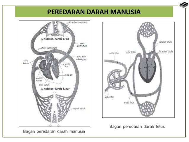 Bab 4 Sistem Peredaran Darah