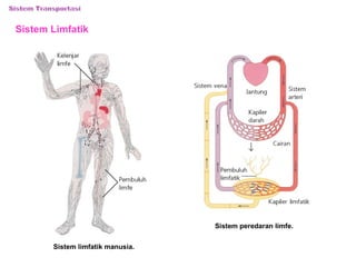 Sistem Limfatik 
Sistem limfatik manusia. 
Sistem peredaran limfe. 
 
