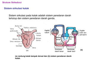 Sistem sirkulasi katak 
Sistem sirkulasi pada katak adalah sistem peredaran darah 
tertutup dan sistem peredaran darah ganda. 
(b) 
(a) Jantung katak tampak dorsal dan (b) sistem peredaran darah 
katak. 
 