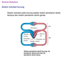 Sistem sirkulasi burung 
Sistem sirkulasi pada burung adalah sistem peredaran darah 
tertutup dan sistem peredaran darah ganda. 
Sistem peredaran darah burung: (a) 
peredaran darah kecil dan (b) 
peredaran darah besar. 
 