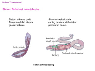 Sistem Sirkulasi Invertebrata 
Sistem sirkulasi cacing 
Sistem sirkulasi pada 
Planaria adalah sistem 
gastrovaskuler. 
Sistem sirkulasi pada 
cacing tanah adalah sistem 
peredaran darah. 
 