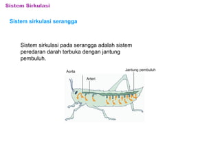 Sistem sirkulasi serangga 
Sistem sirkulasi pada serangga adalah sistem 
peredaran darah terbuka dengan jantung 
pembuluh. 
Aorta 
Arteri 
Jantung pembuluh 
