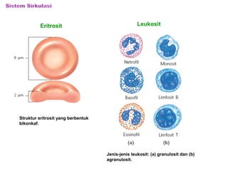 Eritrosit Leukosit 
Struktur eritrosit yang berbentuk 
bikonkaf. 
Jenis-jenis leukosit: (a) granulosit dan (b) 
agranulosit. 
 