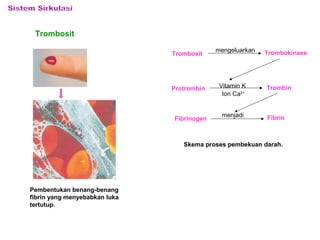 Trombosit 
Pembentukan benang-benang 
fibrin yang menyebabkan luka 
tertutup. 
Trombosit mengeluarkan Trombokinase 
Protrombin Vitamin K Trombin 
Ion Ca2+ 
Fibrinogen menjadi Fibrin 
Skema proses pembekuan darah. 
 