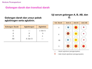 Golongan darah dan transfusi darah 
Golongan darah dan unsur pokok 
aglutinogen serta aglutinin. 
Uji serum golongan A, B, AB, dan 
O. 
 