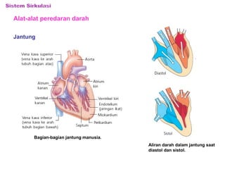 Alat-alat peredaran darah 
Jantung 
Bagian-bagian jantung manusia. 
Aliran darah dalam jantung saat 
diastol dan sistol. 
 