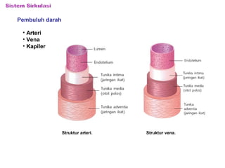 Pembuluh darah 
Struktur arteri. 
• Arteri 
• Vena 
• Kapiler 
Struktur vena. 
 