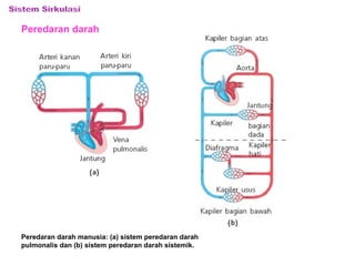 Peredaran darah 
Peredaran darah manusia: (a) sistem peredaran darah 
pulmonalis dan (b) sistem peredaran darah sistemik. 
 