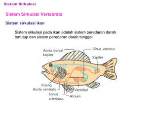 Sistem peredaran darah ikan