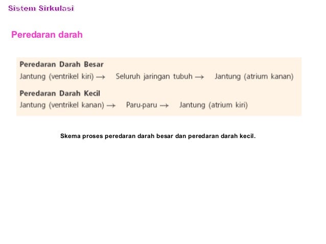 Biologi Bab 5 Sistem Sirkulasi
