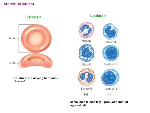 Biologi - Bab 5 - Sistem Sirkulasi