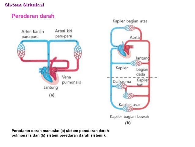 Biologi - Bab 5 - Sistem Sirkulasi