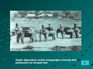 Gajah digunakan untuk mengangkut barang dari
pelabuhan ke tempat lain
 