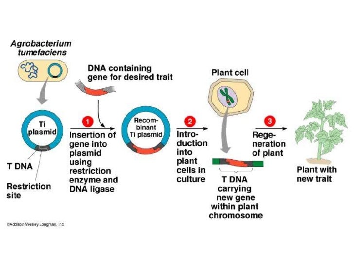 Bab 5 kuliah 1 - usaha dan prinsip dasar produksi pertanian