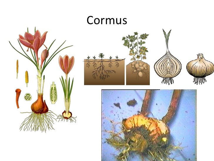 Bab 5 kuliah 1 - usaha dan prinsip dasar produksi pertanian