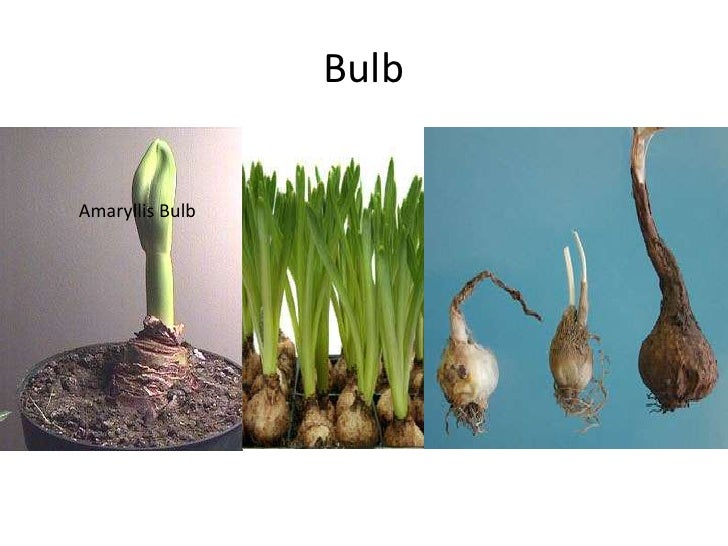 Bab 5 kuliah 1 - usaha dan prinsip dasar produksi pertanian