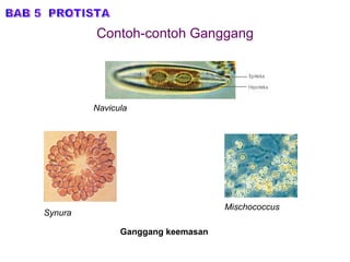 Contoh-contoh Ganggang BAB 5  PROTISTA Ganggang keemasan Navicula Synura Mischococcus 