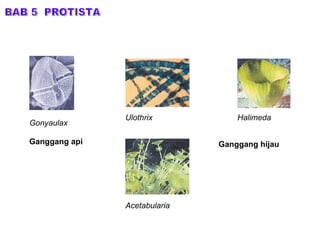 BAB 5  PROTISTA Gonyaulax Ganggang api Ganggang hijau Ulothrix Halimeda Acetabularia 