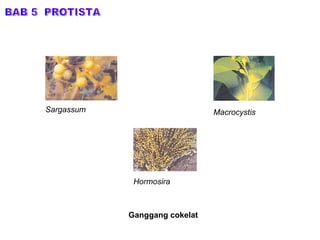 BAB 5  PROTISTA Ganggang cokelat Sargassum Macrocystis Hormosira 