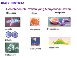 Contoh-contoh Protista yang Menyerupai Hewan BAB 5  PROTISTA Rhizopoda Amoeba Diflugia Globegerina Ciliata Zooflagelata Balantidium Globegerina Trypanosoma Trichomonas 