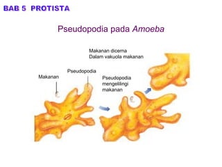 Pseudopodia pada  Amoeba BAB 5  PROTISTA Makanan Pseudopodia Makanan dicerna Dalam vakuola makanan Pseudopodia  mengelilingi  makanan 
