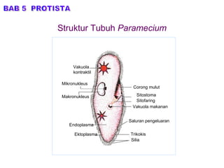 Struktur Tubuh  Paramecium BAB 5  PROTISTA Corong mulut Vakuola makanan Saluran pengeluaran Trikokis Silia Ektoplasma Endoplasma Makronukleus Mikronukleus Vakuola  kontraktil Sitofaring Sitostoma 