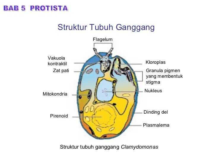 Bab 5.protista