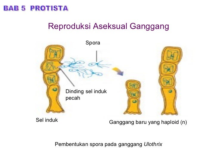 Bab 5.protista