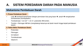 1. Proses Pembekuan Darah
• Luka  trombosit bersentuhan dengan permukaan luka yang kasar  pecah  mengeluarkan
trombokinase (tromboplastin).
• Trombokinase + ion Ca2+ + vit. K = protrombin  trombin.
• Trombin = fibrinogen  fibrin (menghalangi keluarnya sel darah merah hingga terjadi pembekuan
darah)
2. Faktor-faktor Pembekuan Darah
• Protrombin
• Fibrinogen
• Ion kalsium
• Trombikokinase
• Vitamin K
A. SISTEM PEREDARAN DARAH PADA MANUSIA
Mekanisme Pembekuan Darah
 