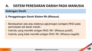 2. Penggolongan Darah Sistem Rh (Rhesus)
 Berdasarkan ada atau tidaknya aglutinogen (antigen) RhD pada
permukaan sel darah merah.
 Individu yang memiliki antigen RhD: Rh+ (Rhesus positif).
 Individu yang tidak memiliki antigen RhD: Rh- (Rhesus negatif).
A. SISTEM PEREDARAN DARAH PADA MANUSIA
Golongan Darah
 