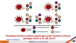 Perbedaan struktur molekul aglutinogen pada membran eritrosit
golongan darah A, B, AB, dan O.
Sumber : en.wikipedia.org
 