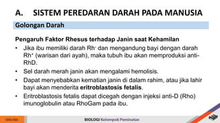 Pengaruh Faktor Rhesus terhadap Janin saat Kehamilan
• Jika ibu memiliki darah Rh- dan mengandung bayi dengan darah
Rh+ (warisan dari ayah), maka tubuh ibu akan memproduksi anti-
RhD.
• Sel darah merah janin akan mengalami hemolisis.
• Dapat menyebabkan kematian janin di dalam rahim, atau jika lahir
bayi akan menderita eritroblastosis fetalis.
• Eritroblastosis fetalis dapat dicegah dengan injeksi anti-D (Rho)
imunoglobulin atau RhoGam pada ibu.
A. SISTEM PEREDARAN DARAH PADA MANUSIA
Golongan Darah
 
