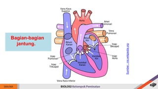 Bagian-bagian
jantung.
Sumber
:
ms.wikipedia.org
 