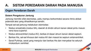 Sistem Pengaturan Jantung
Jantung memiliki sifat otomisitas, yaitu mampu berkontraksi secara ritmis akibat
potensial aksi yang dihasilkannya sendiri.
Tempat sel-sel jantung melakukan otomisitas:
• Nodus sinoatrialis (nodus SA), daerah di dindin atrium kanan dekat pintu masuk
vena kava superior.
• Nodus atrioventrikel (nodus AV), berkas di dasar atrium kanan dekat septum.
• Berkas His, sel-sel khusus dari nodus AV dan masuk ke septum antarventrikel.
• Serat Purkinje, serat yang menjulur dari berkas His dan menyebar ke seluruh
miokardium ventrikel.
A. SISTEM PEREDARAN DARAH PADA MANUSIA
Organ Peredaran Darah
 