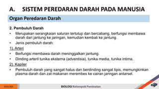 2. Pembuluh Darah
• Merupakan serangkaian saluran tertutup dan bercabang, berfungsi membawa
darah dari jantung ke jaringan, kemudian kembali ke jantung.
• Jenis pembuluh darah:
1). Arteri
• Berfungsi membawa darah meninggalkan jantung.
• Dinding arteril tunika eksterna (adventisia), tunika media, tunika intima.
2). Kapiler
• Pembuluh darah yang sangat halus dan berdinding sangat tipis, memungkinkan
plasma darah dan zat makanan merembes ke cairan jaringan antarsel.
A. SISTEM PEREDARAN DARAH PADA MANUSIA
Organ Peredaran Darah
 