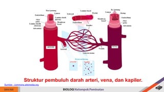 Struktur pembuluh darah arteri, vena, dan kapiler.
Sumber : commons.wikimedia.org
 
