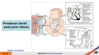 Peredaran darah
pada janin (fetus).
Sumber : en.wiki2.org
 